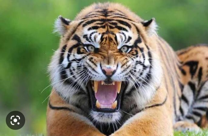 यमकेश्वर के ढोसन गाँव  में दो व्यक्तियों पर बाघ  ने  हमला कर किया जख़्मी, दोनों एम्स ऋषिकेश में भर्ती