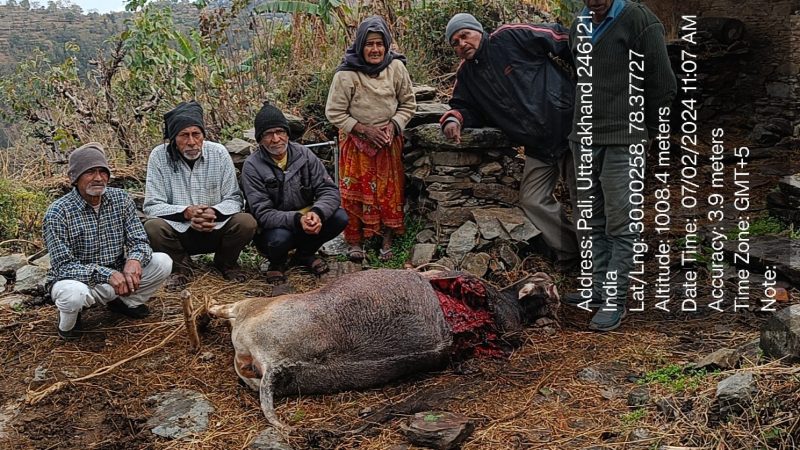 यमकेश्वर क्षेत्र के नौंगाव न्याय पंचायत में अज्ञात जानवर द्वारा गौशाला तोड़कर गाय को मारा, क्षेत्र में दशहत का माहौल