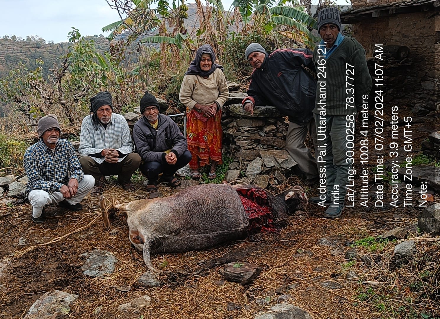 यमकेश्वर क्षेत्र के नौंगाव न्याय पंचायत में अज्ञात जानवर द्वारा गौशाला तोड़कर गाय को मारा, क्षेत्र में दशहत का माहौल