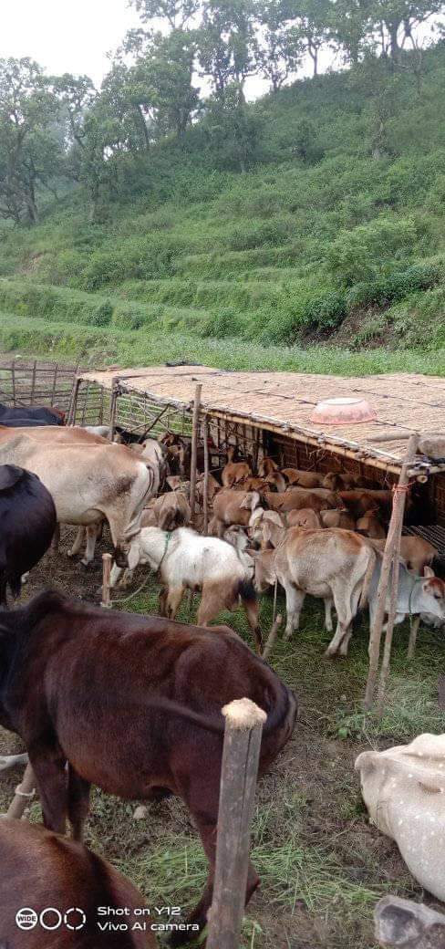 गोठ ( पहाड़ की कृषि की जीवंत सांस्कृतिक विरासत) मनखी की कलम से।